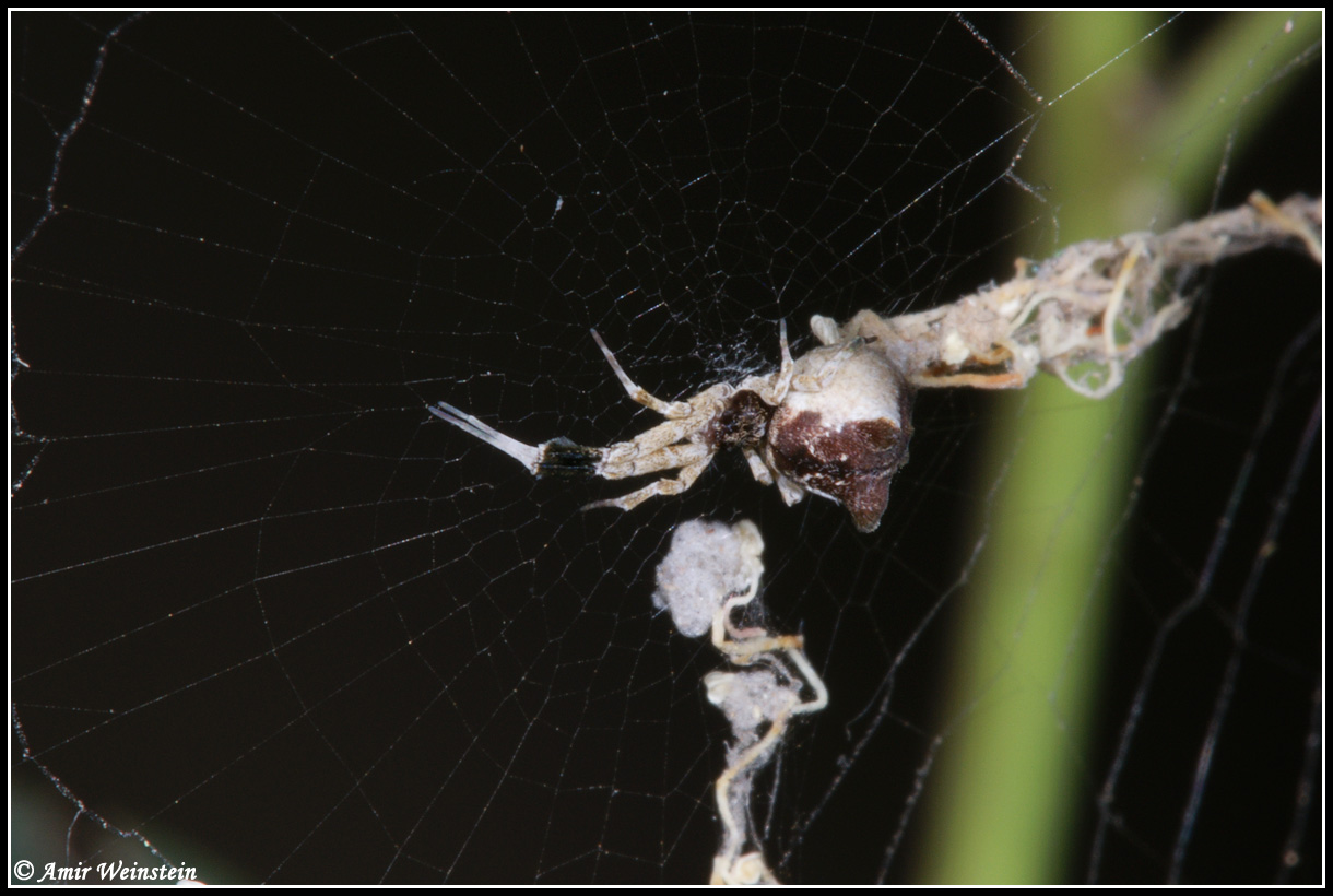 Uloborus plumipes